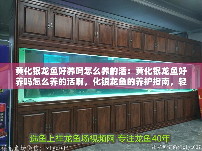 黃化銀龍魚(yú)好養(yǎng)嗎怎么養(yǎng)的活：黃化銀龍魚(yú)好養(yǎng)嗎怎么養(yǎng)的活啊，化銀龍魚(yú)的養(yǎng)護(hù)指南，輕松養(yǎng)出健康活潑的