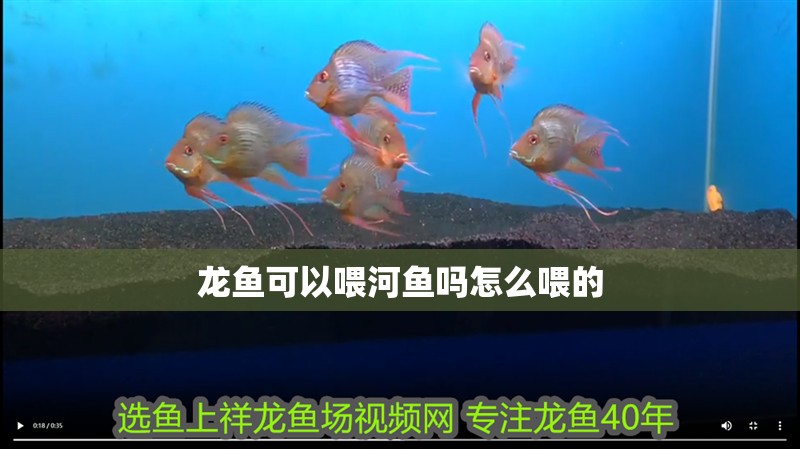 龍魚可以喂河魚嗎怎么喂的