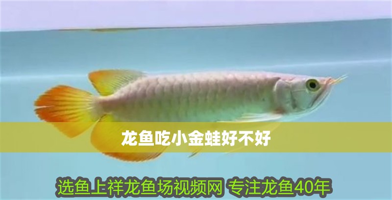龍魚吃小金蛙好不好