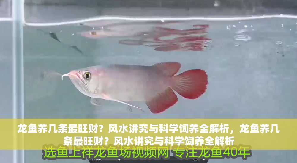 龍魚養幾條最旺財？風水講究與科學飼養全解析，龍魚養幾條最旺財？風水講究與科學飼養全解析