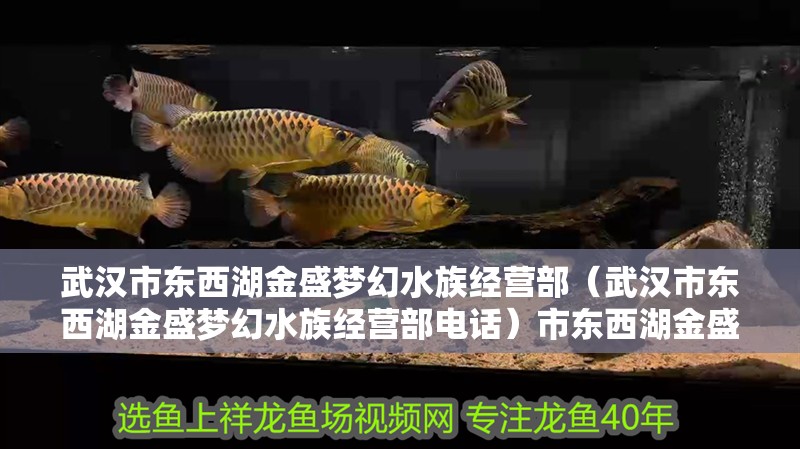 武漢市東西湖金盛夢幻水族經營部（武漢市東西湖金盛夢幻水族經營部電話）市東西湖金盛夢幻水族經營部