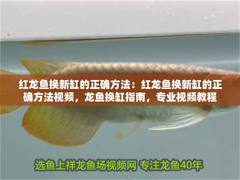 紅龍魚換新缸的正確方法：紅龍魚換新缸的正確方法視頻，龍魚換缸指南，專業視頻教程