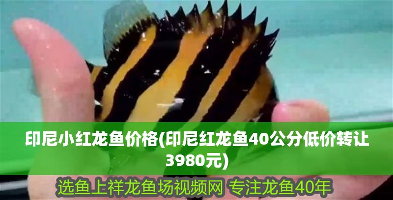 印尼小紅龍魚價(jià)格(印尼紅龍魚40公分低價(jià)轉(zhuǎn)讓3980元)