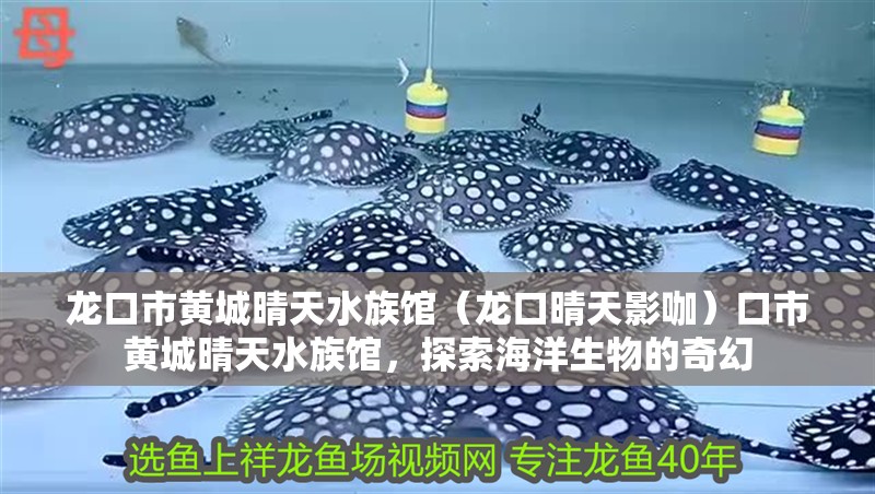 龍口市黃城晴天水族館（龍口晴天影咖）口市黃城晴天水族館，探索海洋生物的奇幻