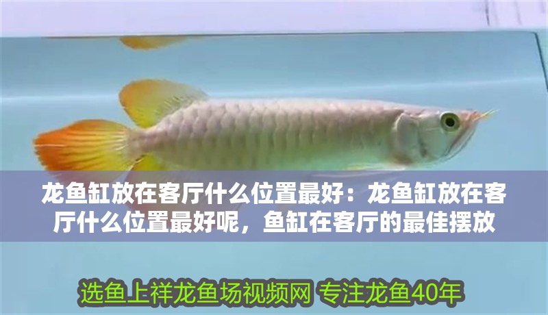 龍魚缸放在客廳什么位置最好：龍魚缸放在客廳什么位置最好呢，魚缸在客廳的最佳擺放