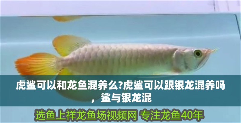 虎鯊可以和龍魚混養(yǎng)么?虎鯊可以跟銀龍混養(yǎng)嗎，鯊與銀龍混