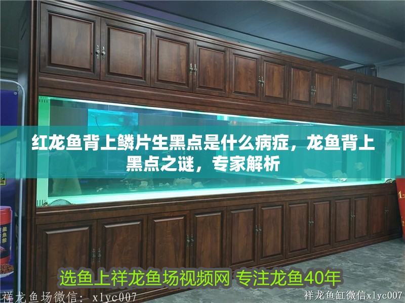 紅龍魚背上鱗片生黑點是什么病癥，龍魚背上黑點之謎，專家解析