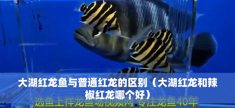 大湖紅龍魚與普通紅龍的區(qū)別（大湖紅龍和辣椒紅龍哪個(gè)好）