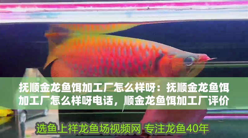 撫順金龍魚餌加工廠怎么樣呀：撫順金龍魚餌加工廠怎么樣呀電話，順金龍魚餌加工廠評價及聯系方式