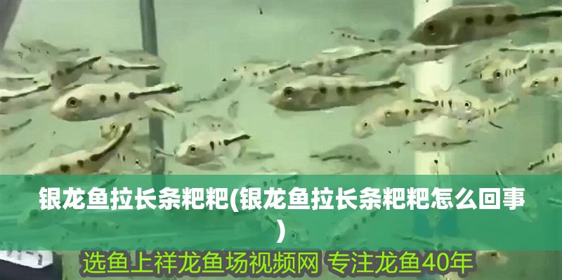 銀龍魚拉長條粑粑(銀龍魚拉長條粑粑怎么回事)