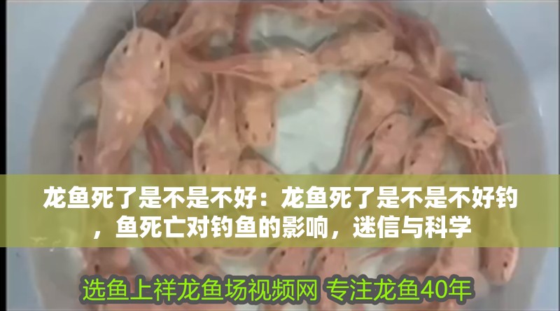 龍魚死了是不是不好：龍魚死了是不是不好釣，魚死亡對釣魚的影響，迷信與科學(xué)