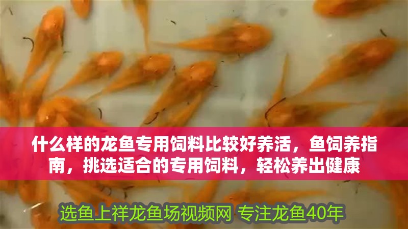 什么樣的龍魚專用飼料比較好養(yǎng)活，魚飼養(yǎng)指南，挑選適合的專用飼料，輕松養(yǎng)出健康