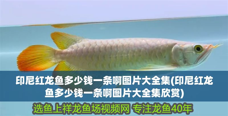 印尼紅龍魚多少錢一條啊圖片大全集(印尼紅龍魚多少錢一條啊圖片大全集欣賞)