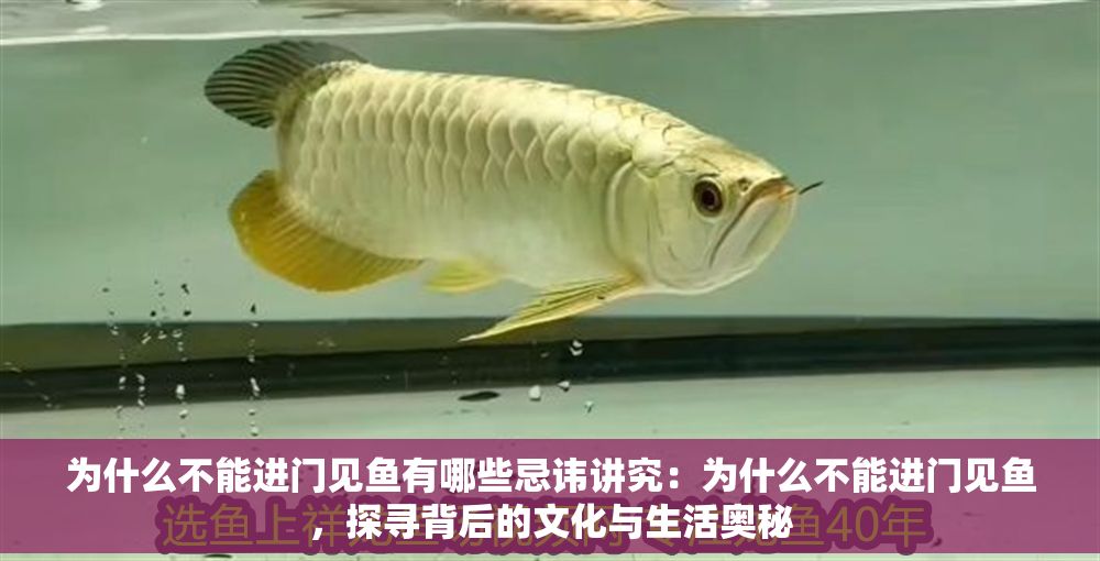 為什么不能進門見魚有哪些忌諱講究：為什么不能進門見魚，探尋背后的文化與生活奧秘