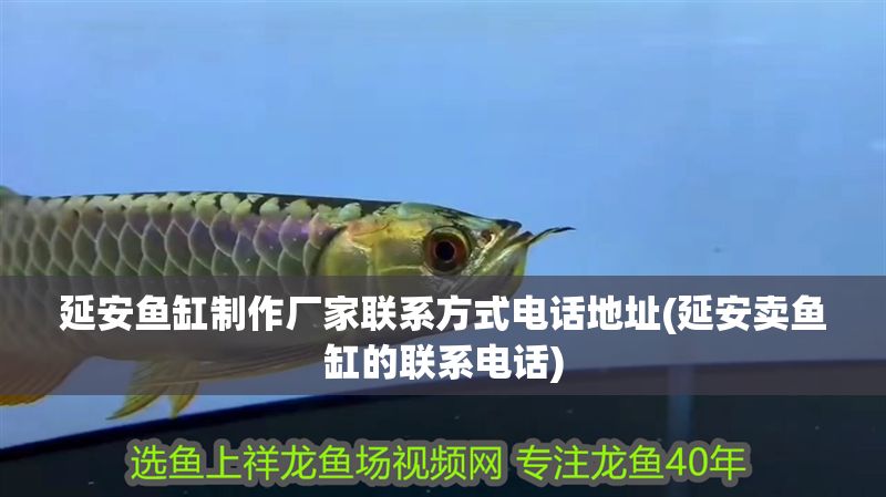 延安魚缸制作廠家聯系方式電話地址(延安賣魚缸的聯系電話)