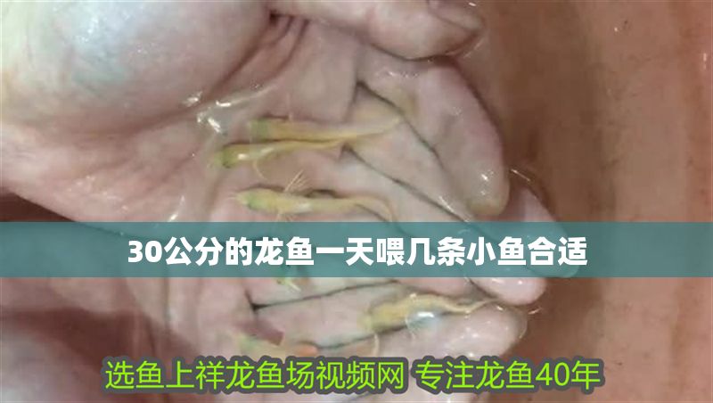 30公分的龍魚一天喂幾條小魚合適