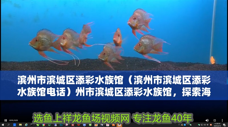 濱州市濱城區添彩水族館（濱州市濱城區添彩水族館電話）州市濱城區添彩水族館，探索海洋奧秘的絕
