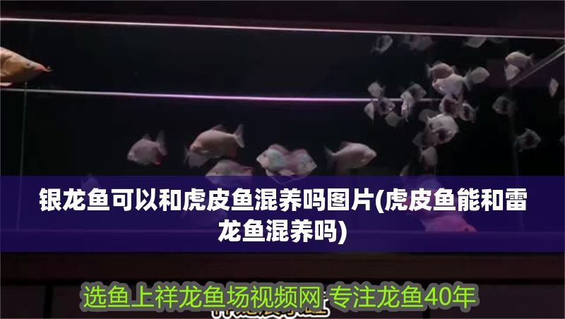 銀龍魚可以和虎皮魚混養嗎圖片(虎皮魚能和雷龍魚混養嗎)