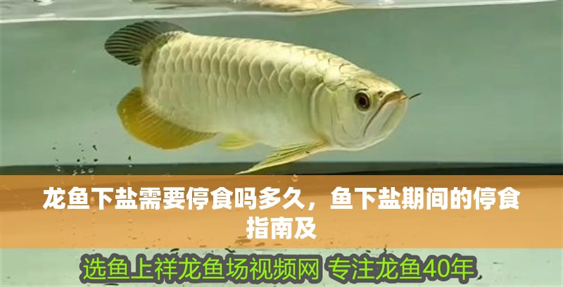 龍魚(yú)下鹽需要停食嗎多久，魚(yú)下鹽期間的停食指南及