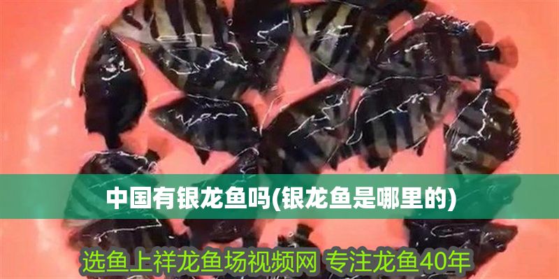 中國有銀龍魚嗎(銀龍魚是哪里的)