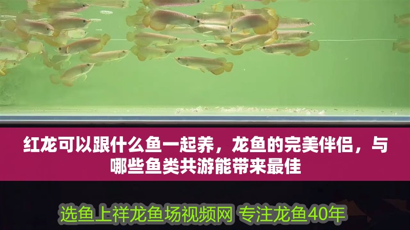 紅龍可以跟什么魚(yú)一起養(yǎng)，龍魚(yú)的完美伴侶，與哪些魚(yú)類(lèi)共游能帶來(lái)最佳 紅龍可以跟什么魚(yú)一起養(yǎng)，龍魚(yú)的完美伴侶，與哪些魚(yú)類(lèi)共游能帶來(lái)最佳 龍魚(yú)百科 第2張