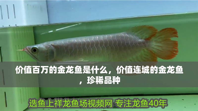 價值百萬的金龍魚是什么，價值連城的金龍魚，珍稀品種