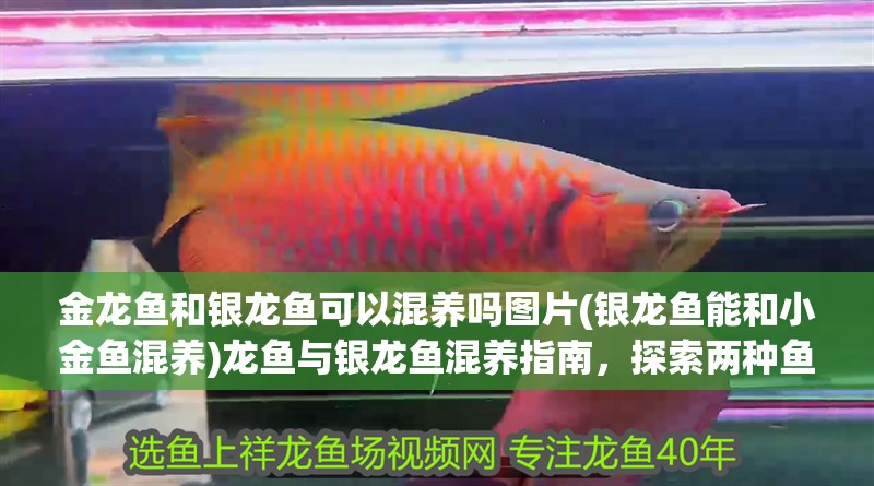 金龍魚和銀龍魚可以混養(yǎng)嗎圖片(銀龍魚能和小金魚混養(yǎng))龍魚與銀龍魚混養(yǎng)指南，探索兩種魚類的
