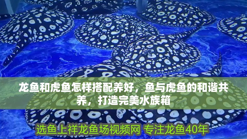 龍魚和虎魚怎樣搭配養(yǎng)好，魚與虎魚的和諧共養(yǎng)，打造完美水族箱