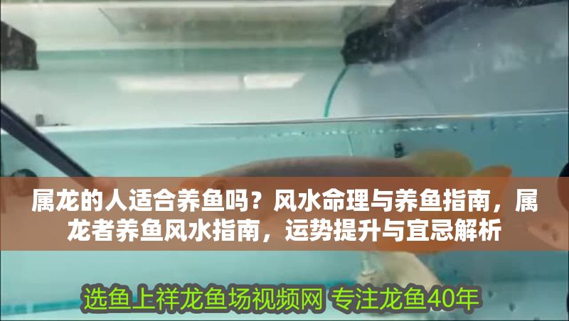 屬龍的人適合養魚嗎？風水命理與養魚指南，屬龍者養魚風水指南，運勢提升與宜忌解析