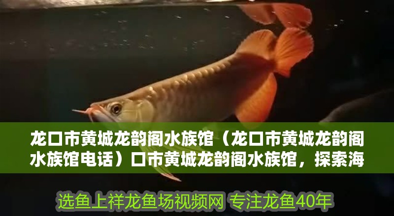 龍口市黃城龍韻閣水族館（龍口市黃城龍韻閣水族館電話）口市黃城龍韻閣水族館，探索海洋生物