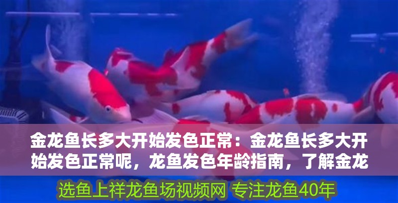 金龍魚長多大開始發色正常：金龍魚長多大開始發色正常呢，龍魚發色年齡指南，了解金龍魚的成熟期