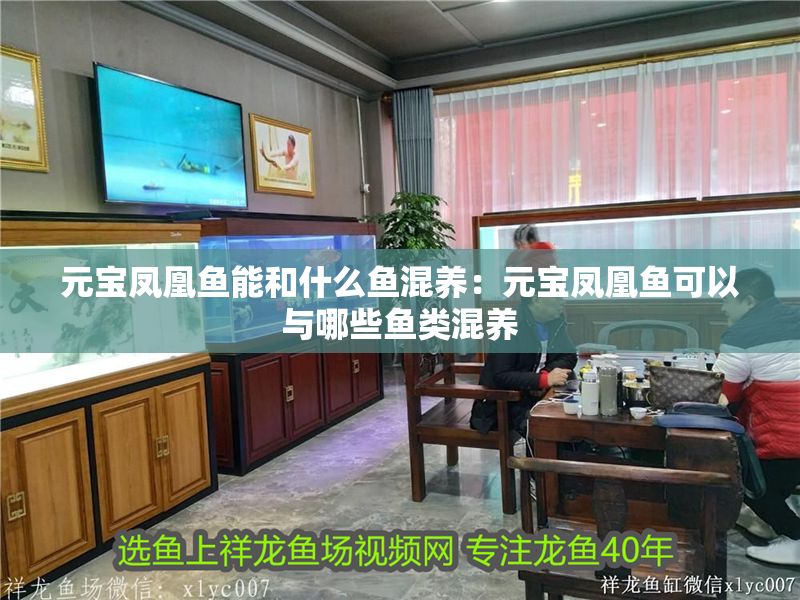 元寶鳳凰魚能和什么魚混養：元寶鳳凰魚可以與哪些魚類混養