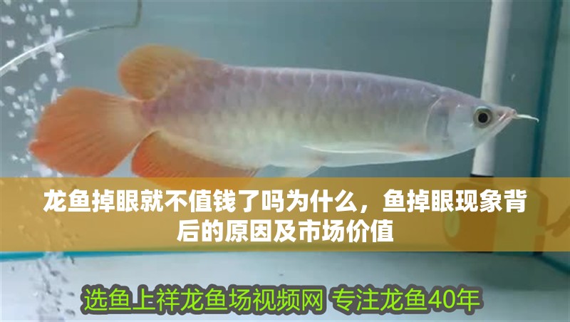 龍魚掉眼就不值錢了嗎為什么，魚掉眼現象背后的原因及市場價值