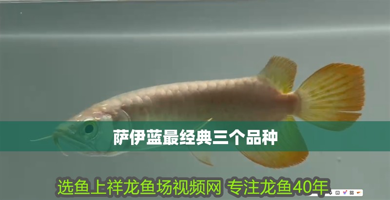 薩伊藍最經典三個品種