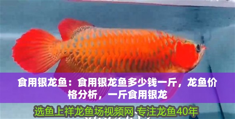 食用銀龍魚：食用銀龍魚多少錢一斤，龍魚價格分析，一斤食用銀龍