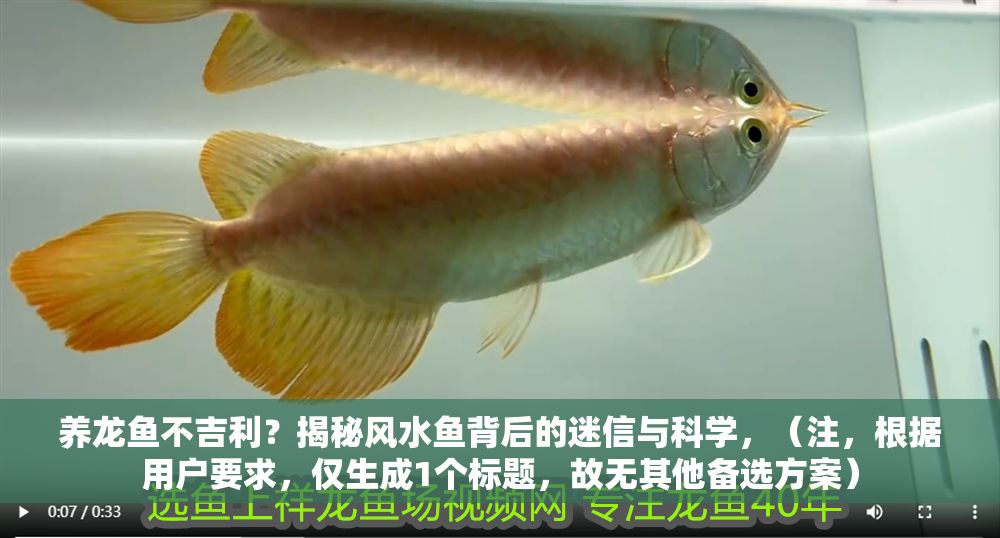 養龍魚不吉利？揭秘風水魚背后的迷信與科學，（注，根據用戶要求，僅生成1個標題，故無其他備選方案）