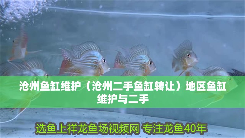 滄州魚缸維護（滄州二手魚缸轉讓）地區魚缸維護與二手