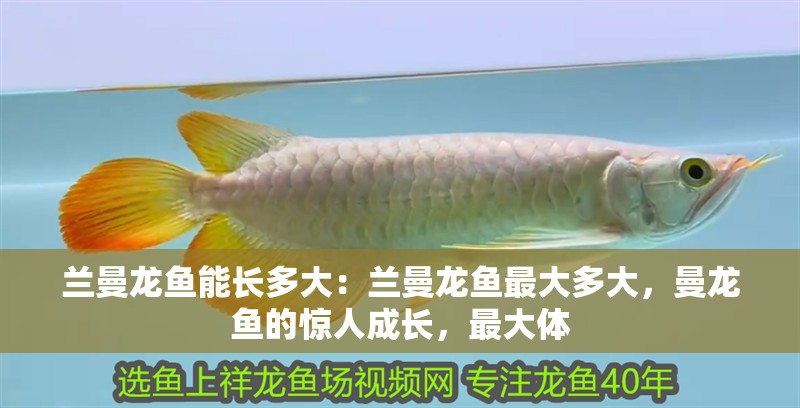 蘭曼龍魚能長多大：蘭曼龍魚最大多大，曼龍魚的驚人成長，最大體