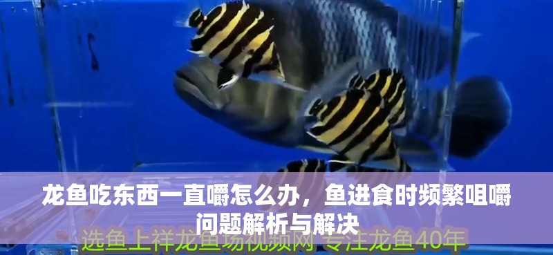 龍魚吃東西一直嚼怎么辦，魚進食時頻繁咀嚼問題解析與解決