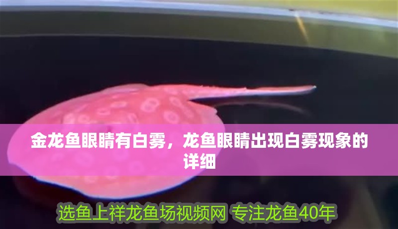 金龍魚眼睛有白霧，龍魚眼睛出現白霧現象的詳細