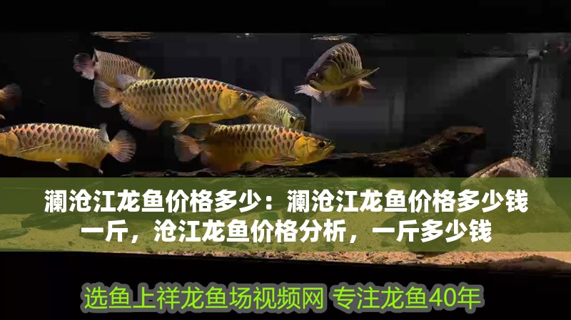 瀾滄江龍魚價(jià)格多少：瀾滄江龍魚價(jià)格多少錢一斤，滄江龍魚價(jià)格分析，一斤多少錢