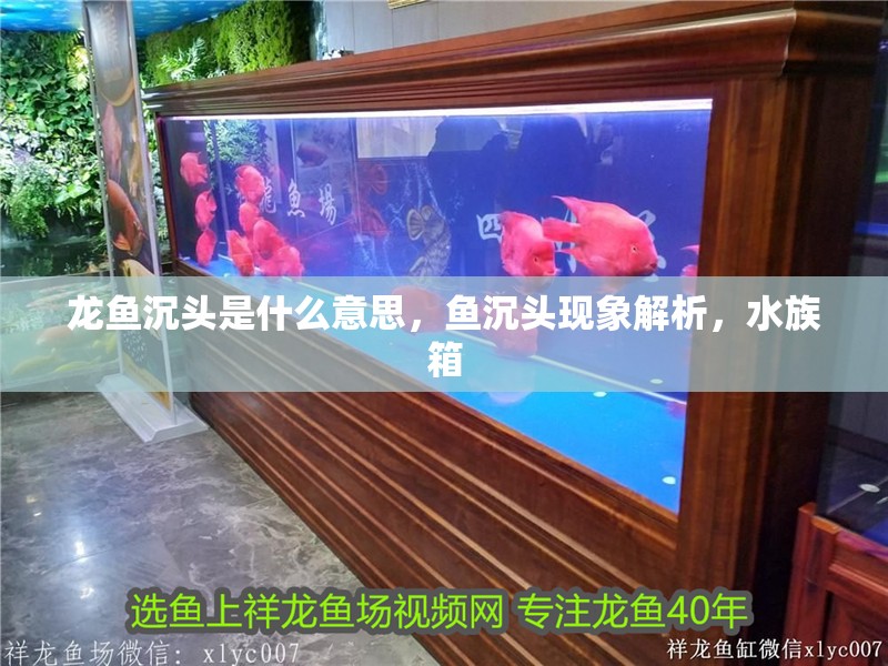 龍魚沉頭是什么意思，魚沉頭現(xiàn)象解析，水族箱