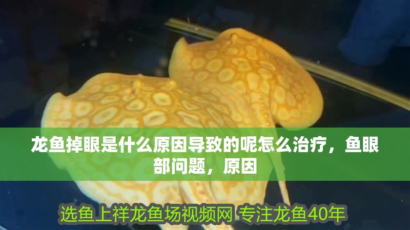 龍魚掉眼是什么原因?qū)е碌哪卦趺粗委煟~眼部問題，原因