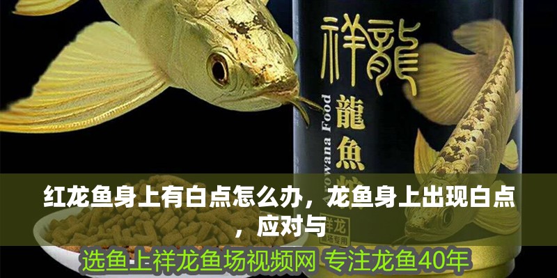 紅龍魚身上有白點(diǎn)怎么辦，龍魚身上出現(xiàn)白點(diǎn)，應(yīng)對(duì)與 紅龍魚身上有白點(diǎn)怎么辦，龍魚身上出現(xiàn)白點(diǎn)，應(yīng)對(duì)與 龍魚百科 第4張