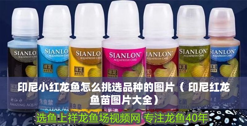 印尼小紅龍魚怎么挑選品種的圖片（ 印尼紅龍魚苗圖片大全）