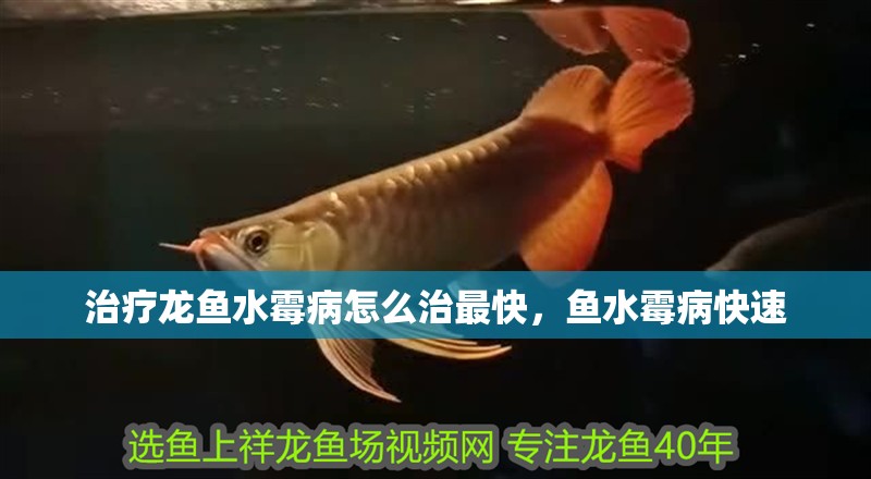 治療龍魚水霉病怎么治最快，魚水霉病快速