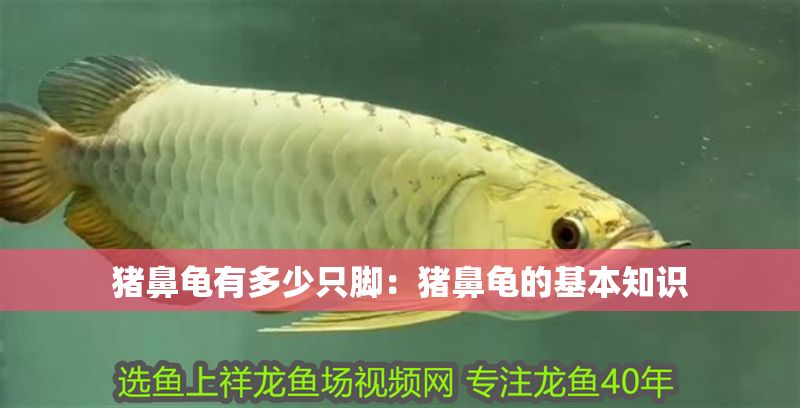 豬鼻龜有多少只腳：豬鼻龜的基本知識