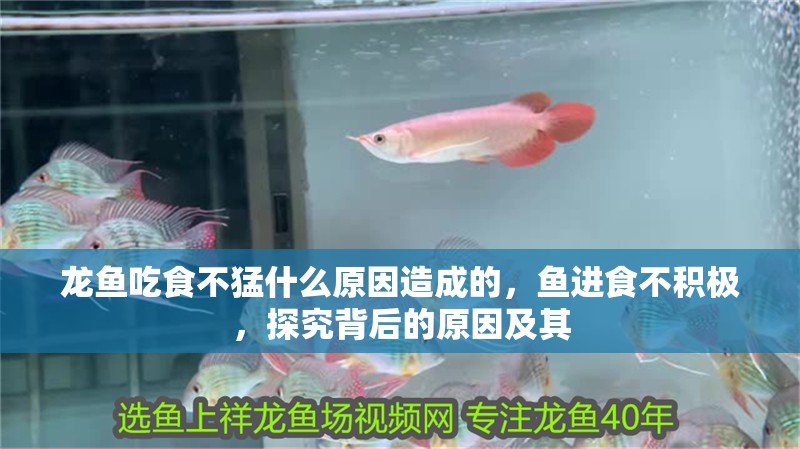 龍魚吃食不猛什么原因造成的，魚進食不積極，探究背后的原因及其