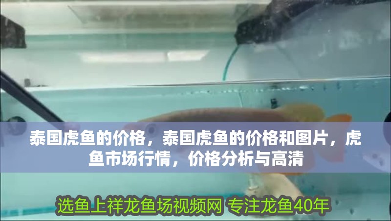 泰國虎魚的價格，泰國虎魚的價格和圖片，虎魚市場行情，價格分析與高清