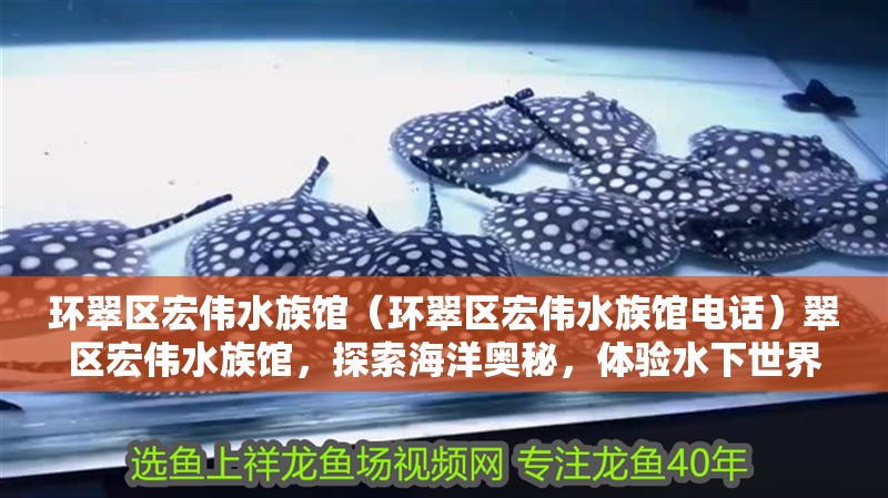 環(huán)翠區(qū)宏偉水族館（環(huán)翠區(qū)宏偉水族館電話）翠區(qū)宏偉水族館，探索海洋奧秘，體驗水下世界